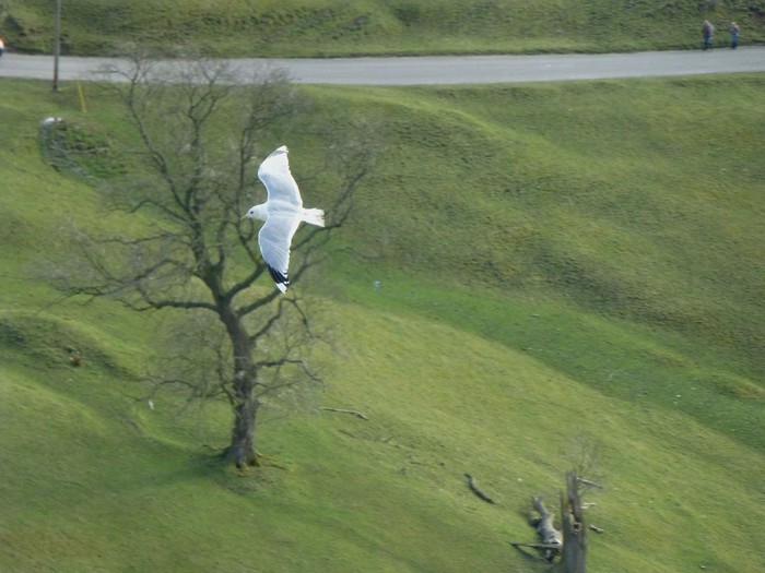 Common Gull