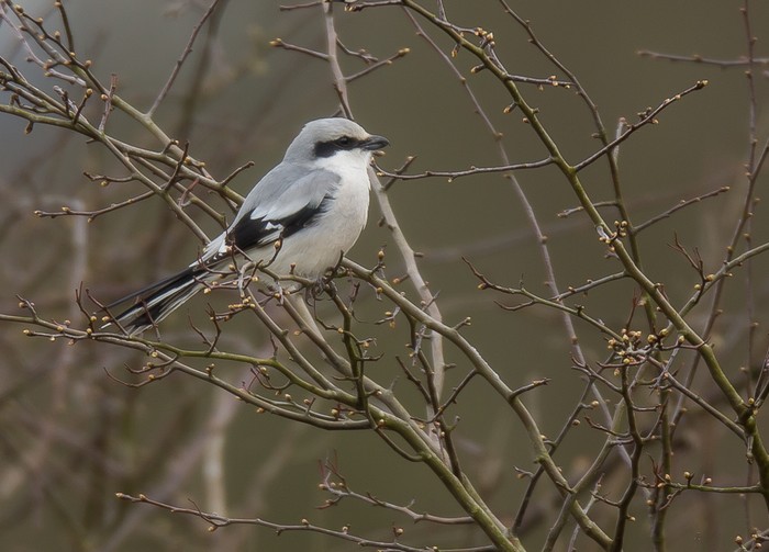 Great Grey Shrike