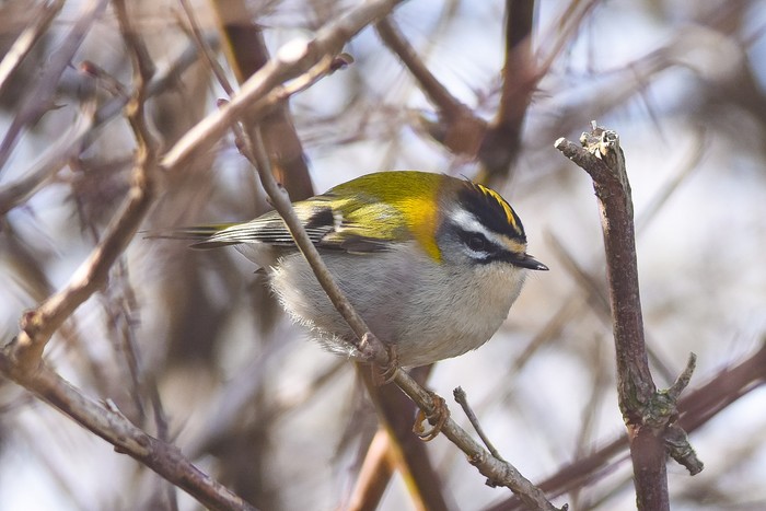 Firecrest