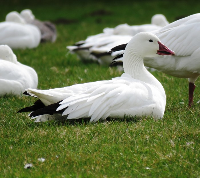 Snow Goose