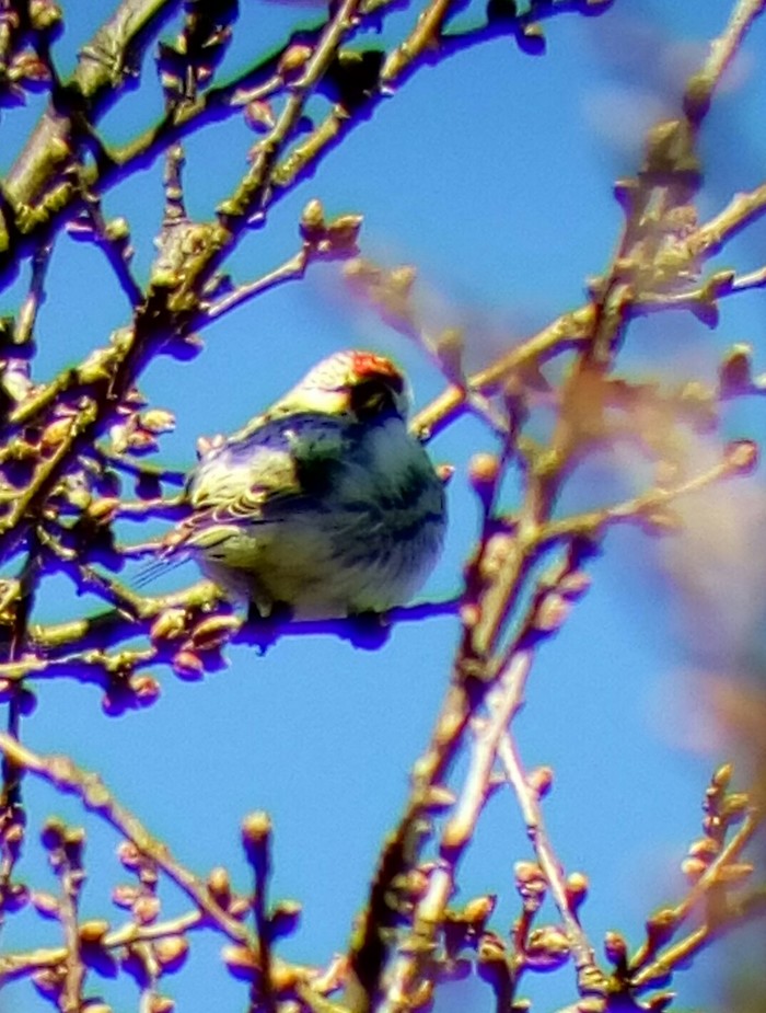 Coues's Arctic Redpoll