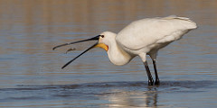Spoonbill