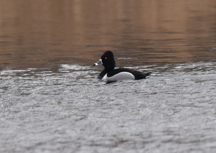 Ring-necked Duck