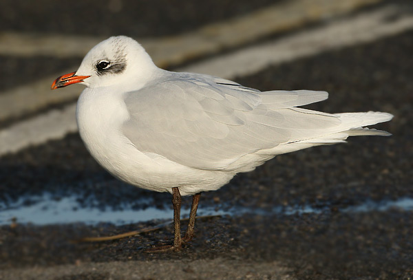 Mediterranean Gull