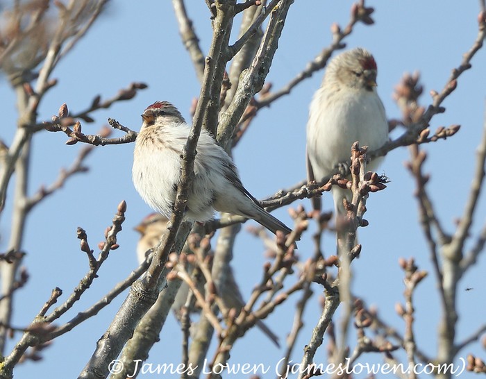 Coues's Arctic Redpoll