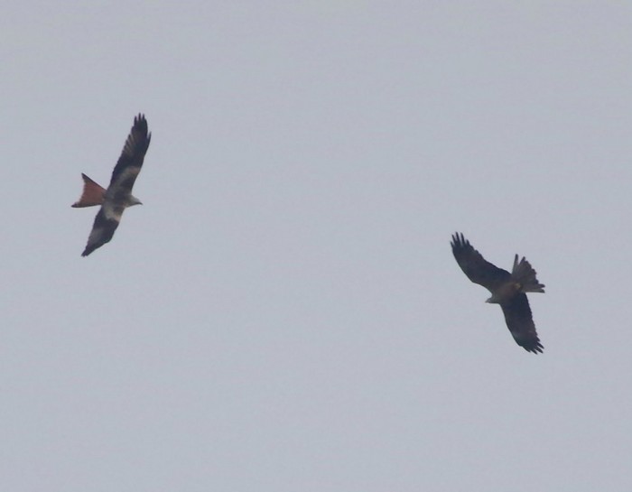 Black Kite