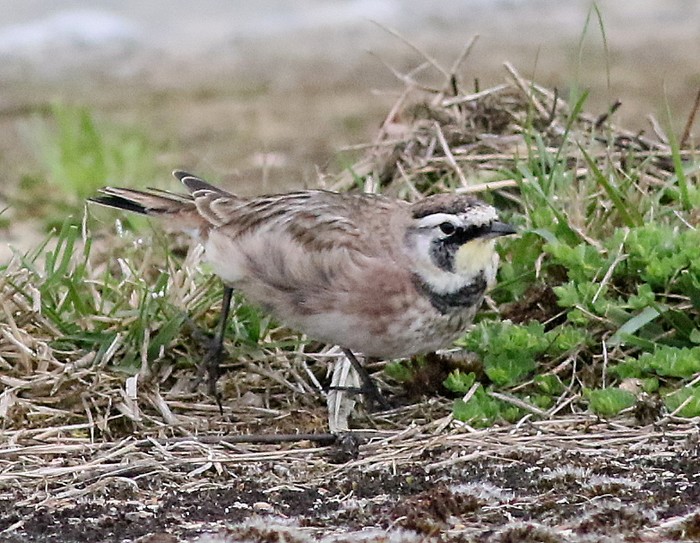 Horned Lark