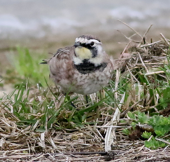 Horned Lark