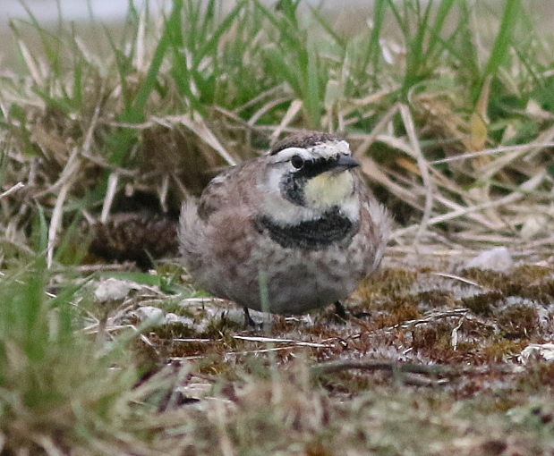 Horned Lark