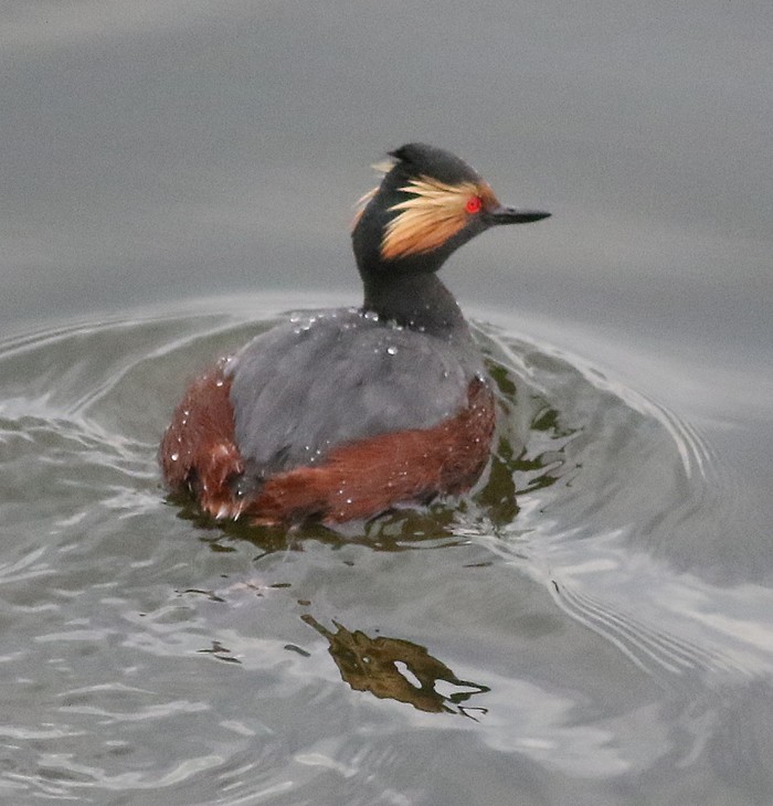 Black-necked Grebe