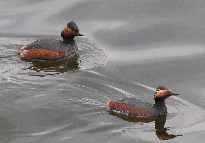 Black-necked Grebe