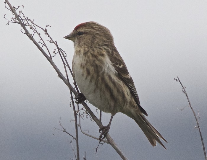 Mealy Redpoll
