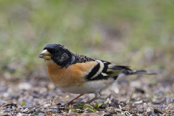 Brambling