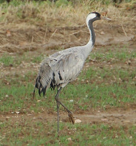 Common Crane