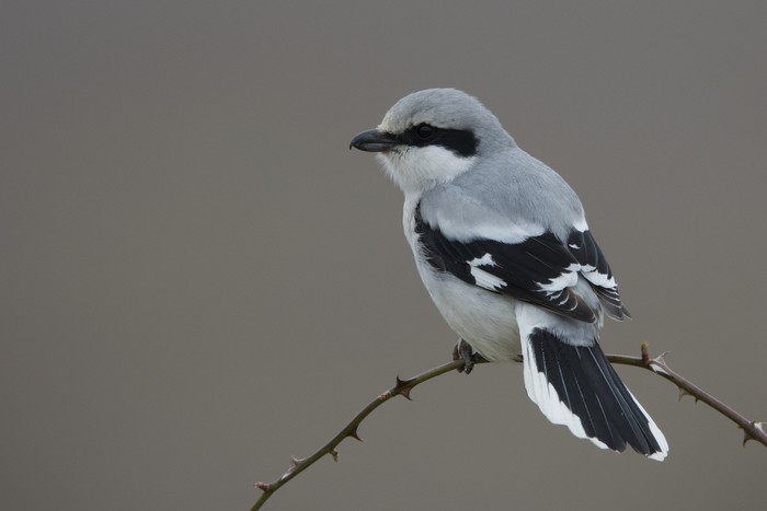 Great Grey Shrike