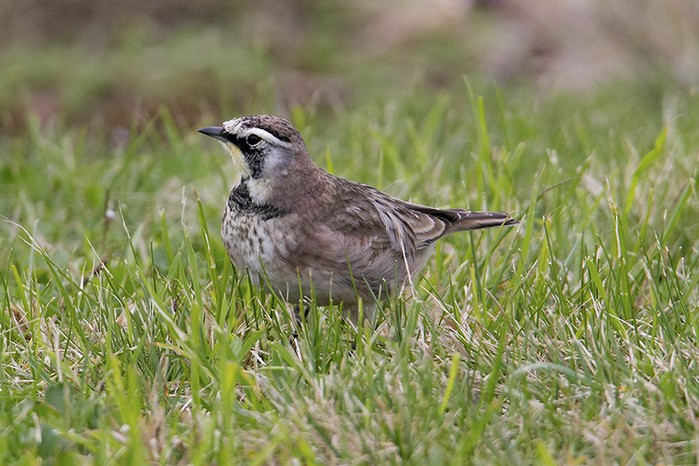 Horned Lark