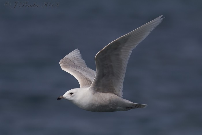 Iceland Gull