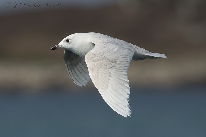 Iceland Gull