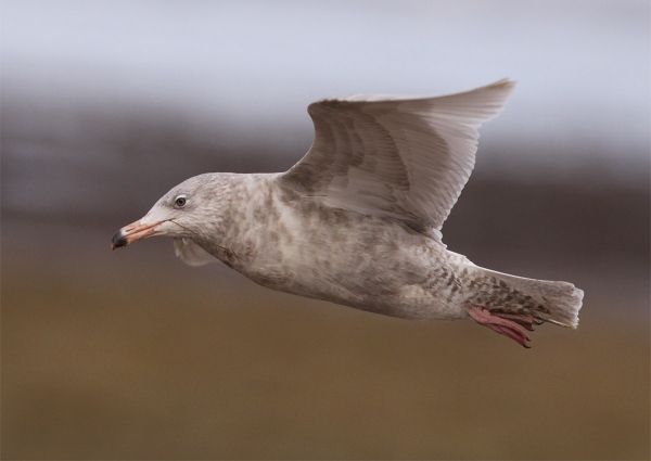 Glaucous Gull