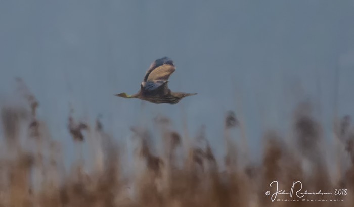 American Bittern