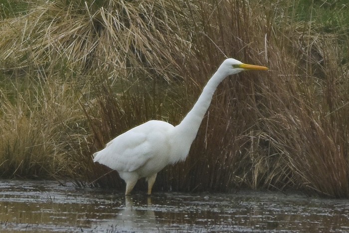 Great White Egret
