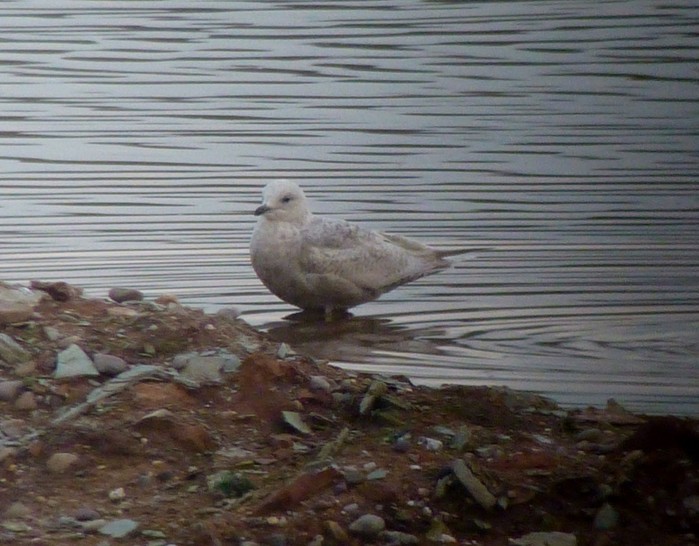 Iceland Gull