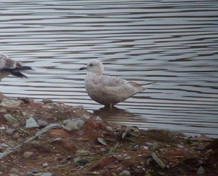 Iceland Gull