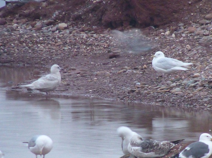 Iceland Gull