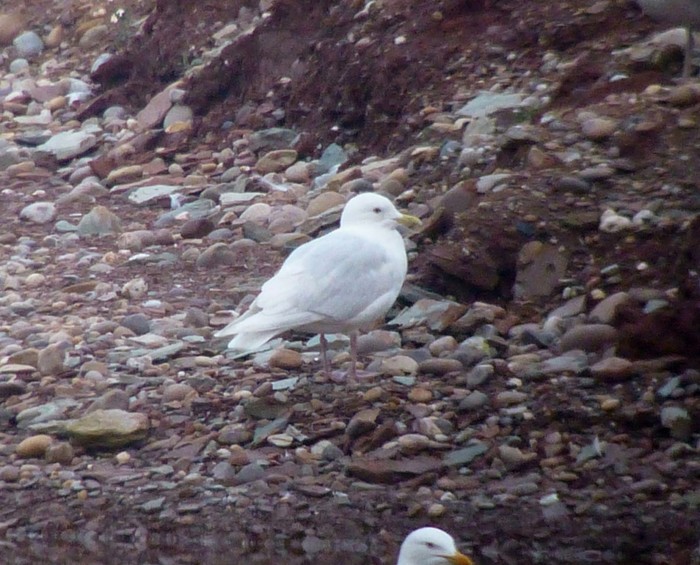 Iceland Gull