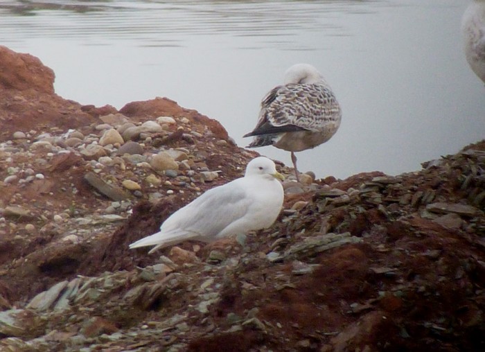 Iceland Gull