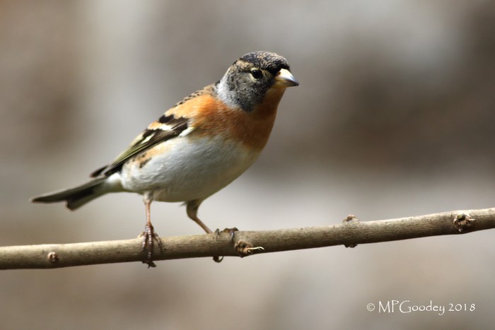 Brambling