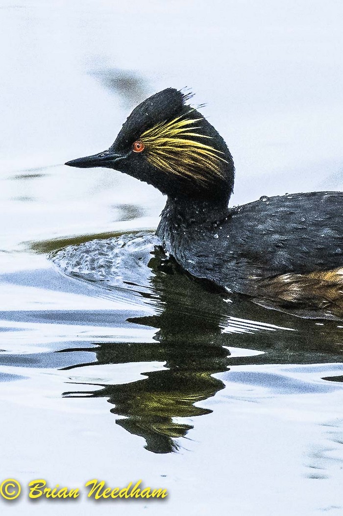 Black-necked Grebe