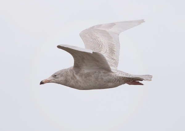 Glaucous Gull