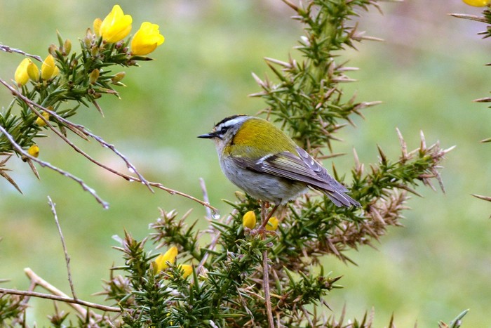 Firecrest