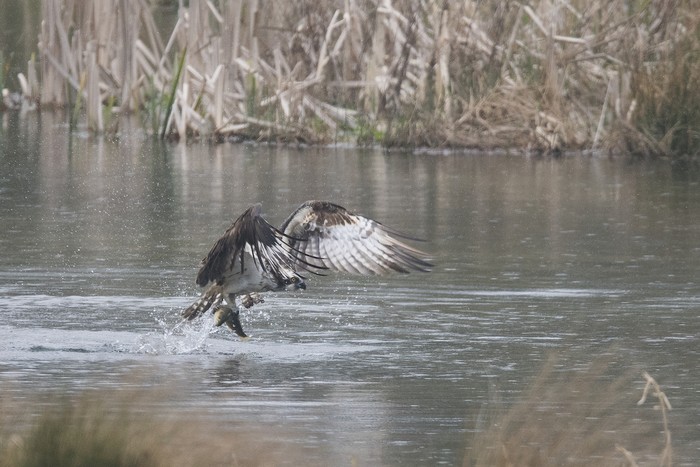 Osprey