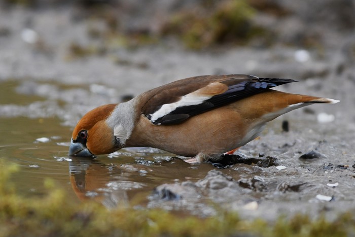 Hawfinch