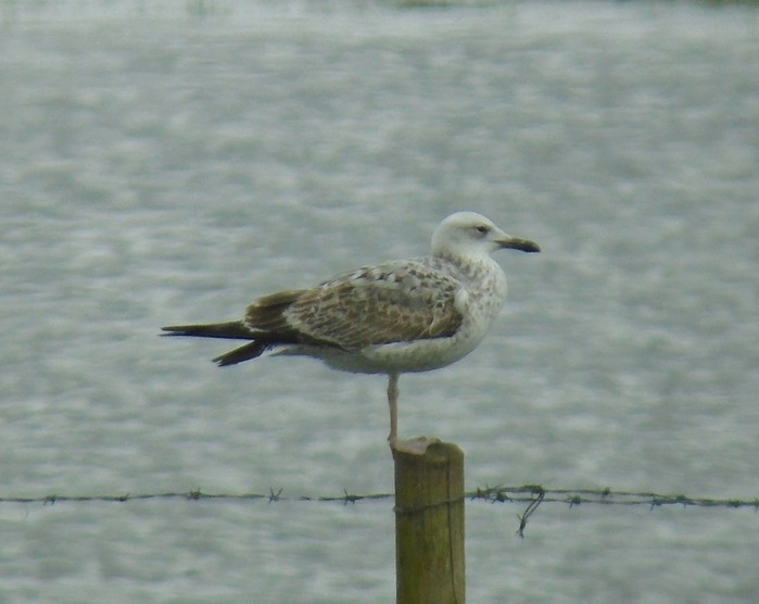 Caspian Gull
