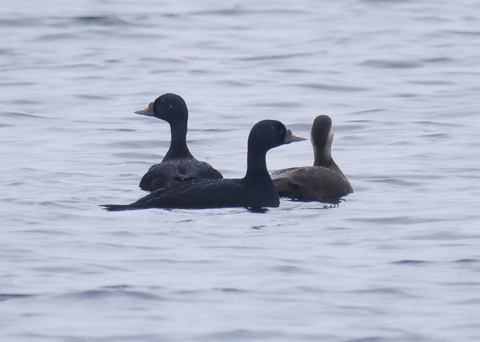 Common Scoter