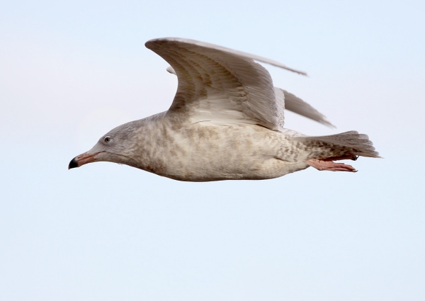 Glaucous Gull
