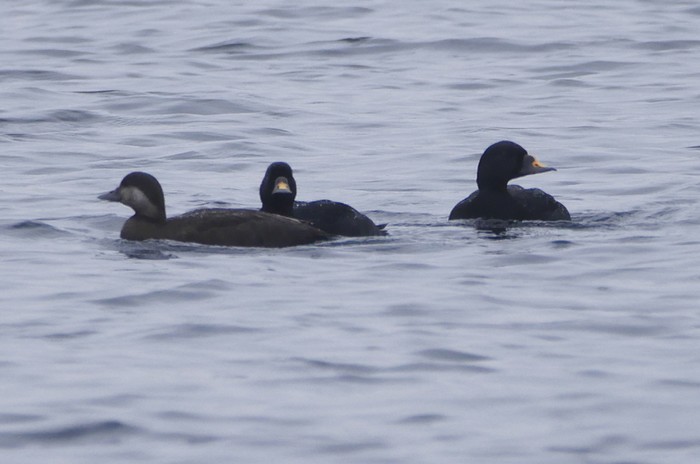 Common Scoter