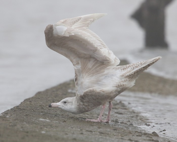 Glaucous Gull
