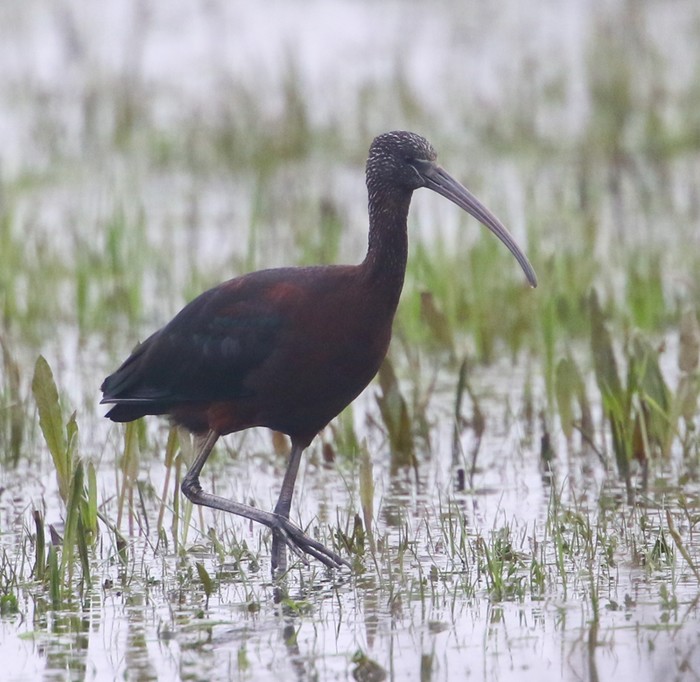 Glossy Ibis
