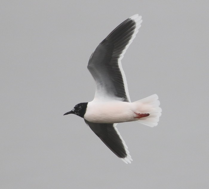 Little Gull