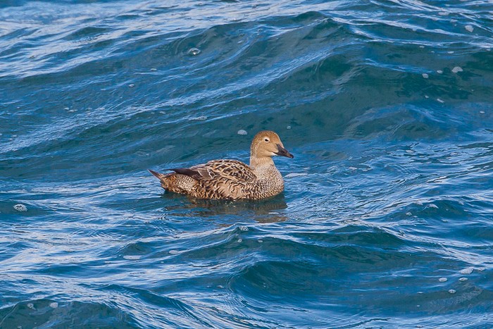 King Eider