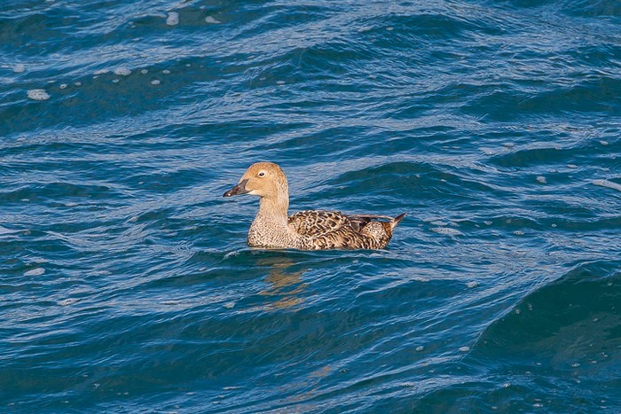 King Eider