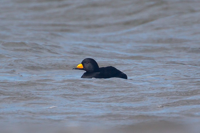Black Scoter