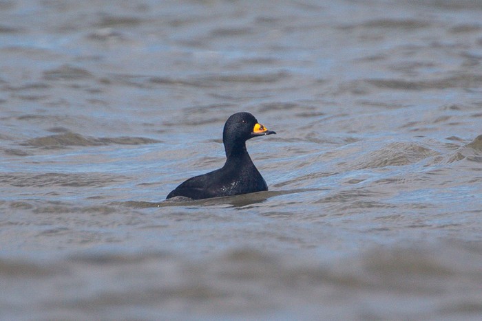 Black Scoter