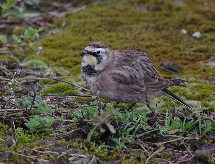 Horned Lark