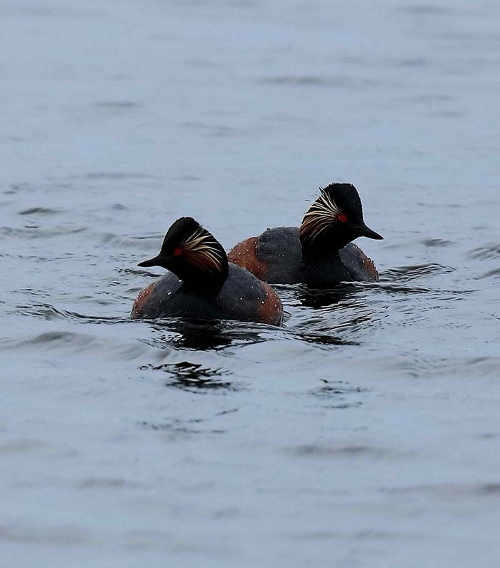 Black-necked Grebe