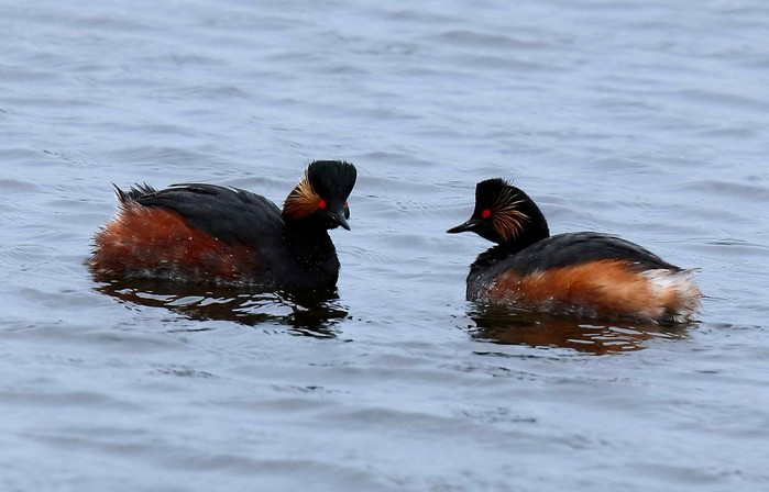 Black-necked Grebe